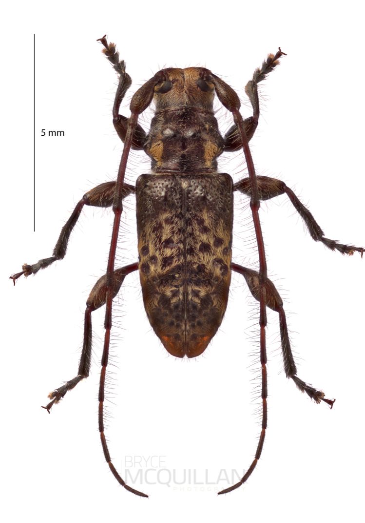Hybolasius pedator, Lamiinae, Cerambycidae