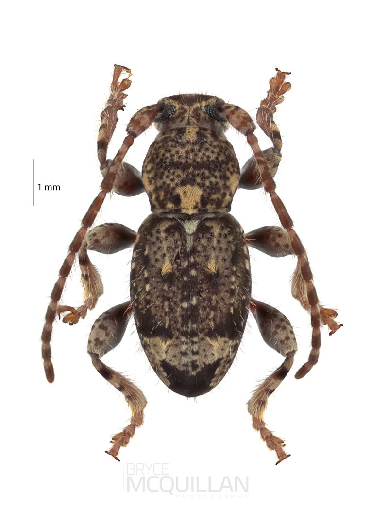 Somatidia sp, Lamiinae, Cerambycidae