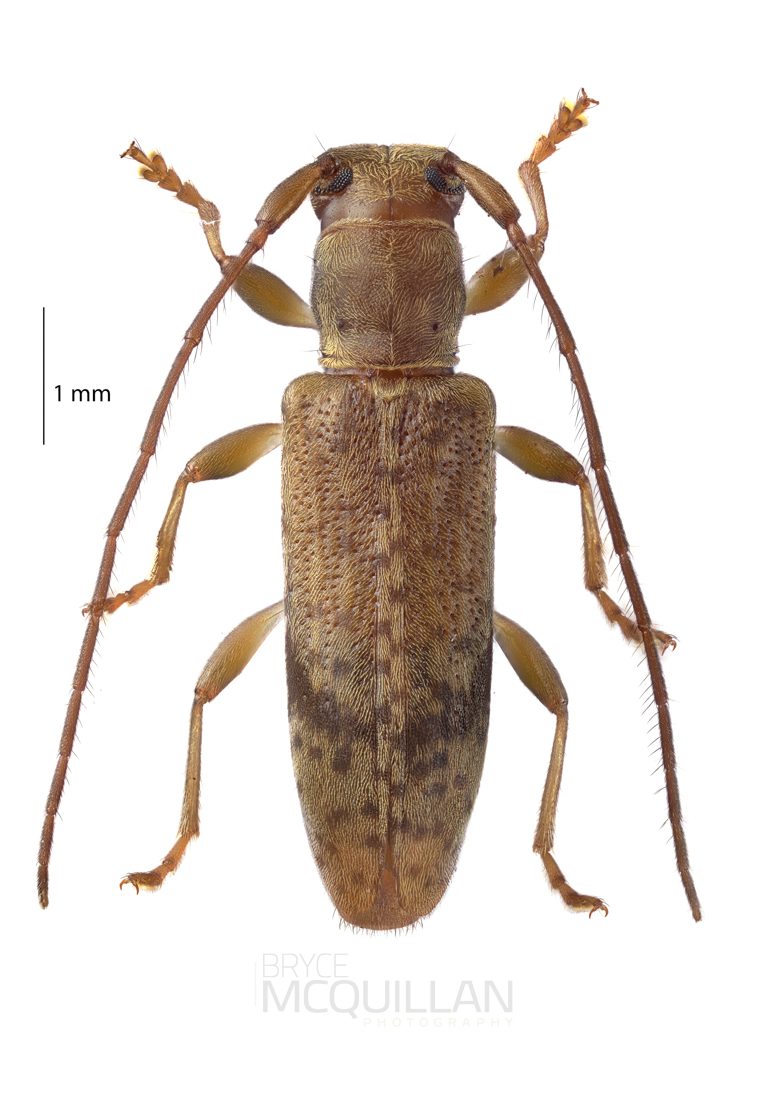 Spilotrogia fragilis, Lamiinae, Cerambycidae