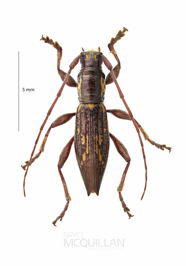 Xylotoles sp, Lamiinae, Cerambycidae