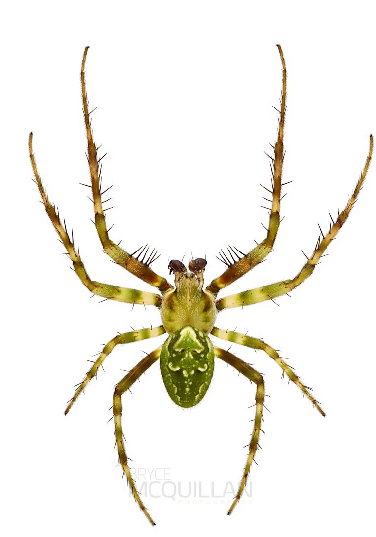 ♂ Colaranea verutum