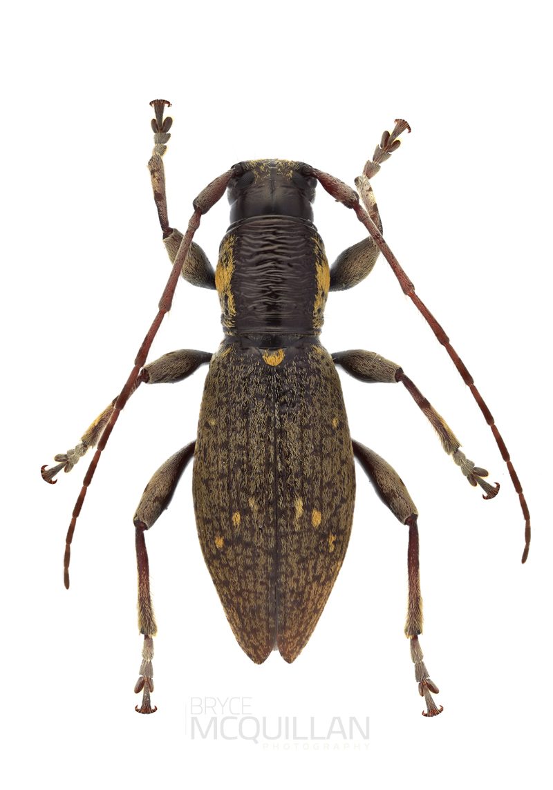 Xylotoles sp, Lamiinae, Cerambycidae 