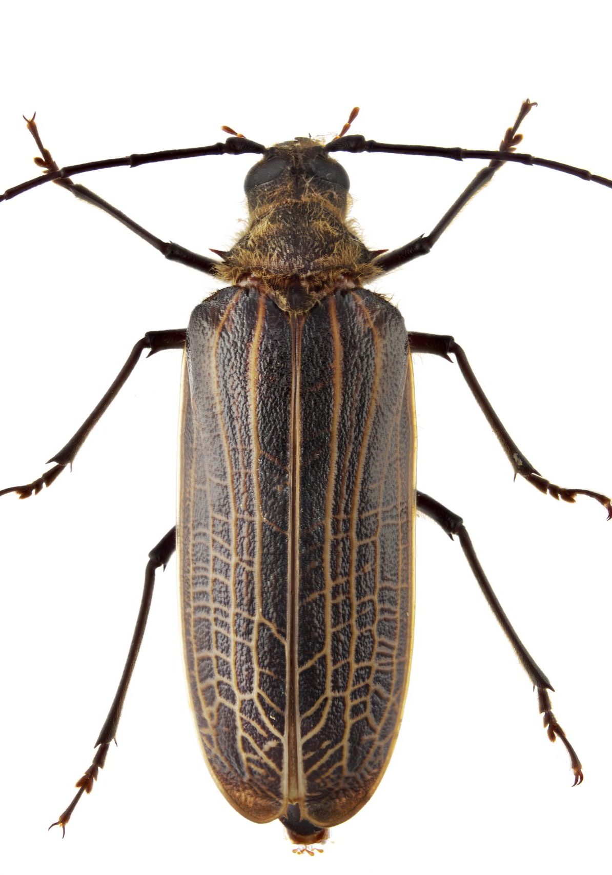 Prionoplus reticularis, Cerambycidae