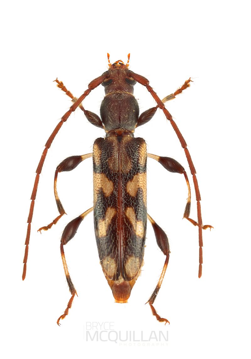 Bethelium signiferum, Cerambycinae, Cerambycidae