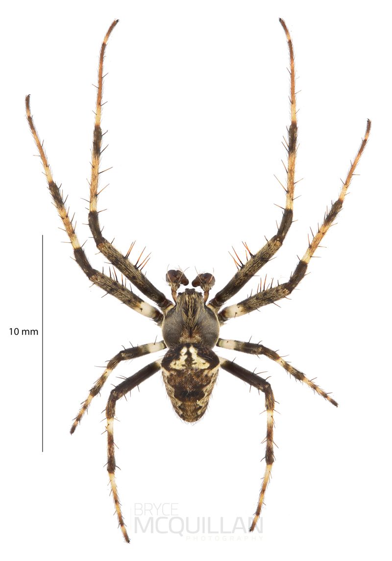 ♂  Zealaranea crassa