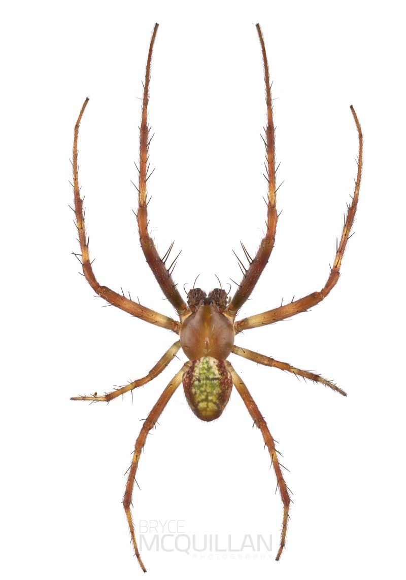 ♂ Novaranea queribunda