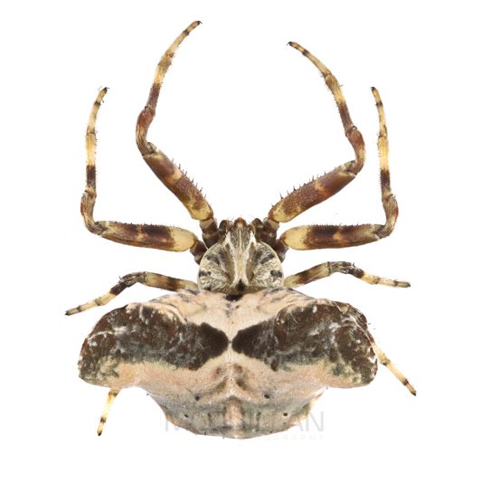 ♀ Celaenia olivacea