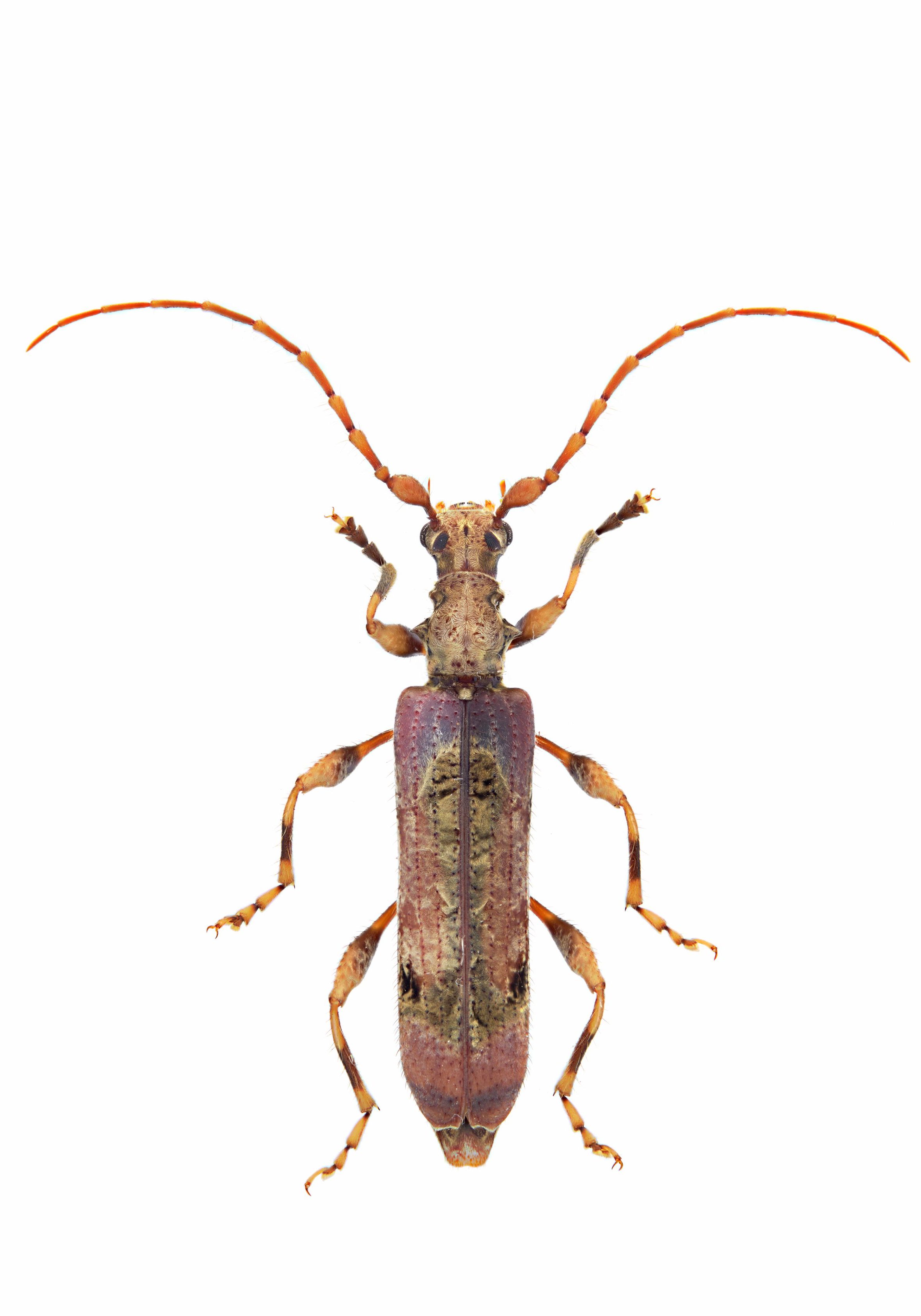 Tessaromma undatum, Cerambycinae, Cerambycidae