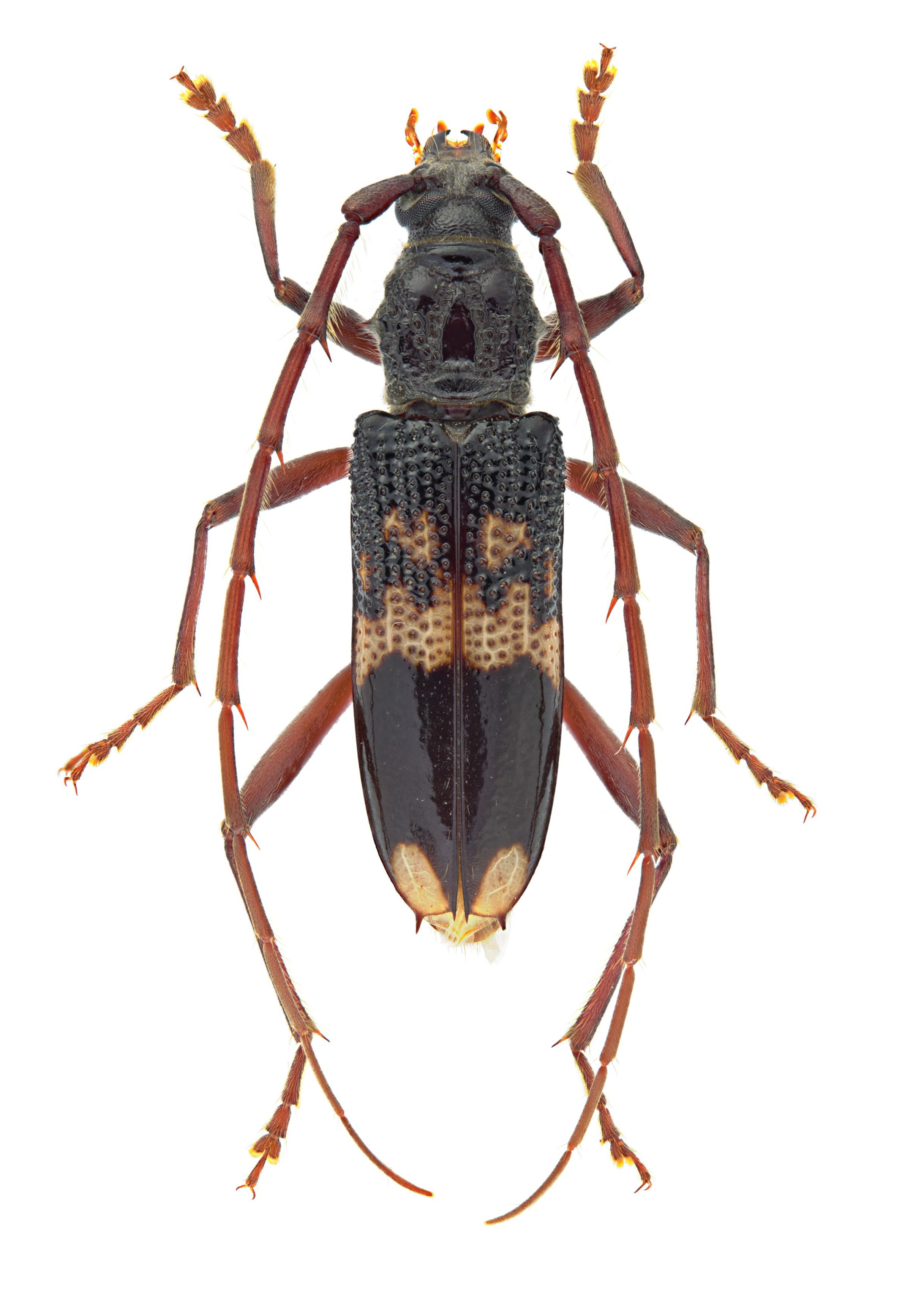 Phoracantha semipunctata,  Cerambycinae 