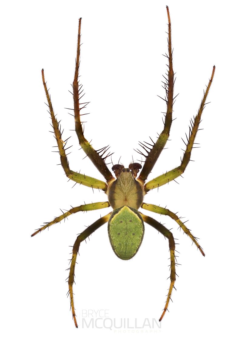 ♂ Colaranea viriditas 