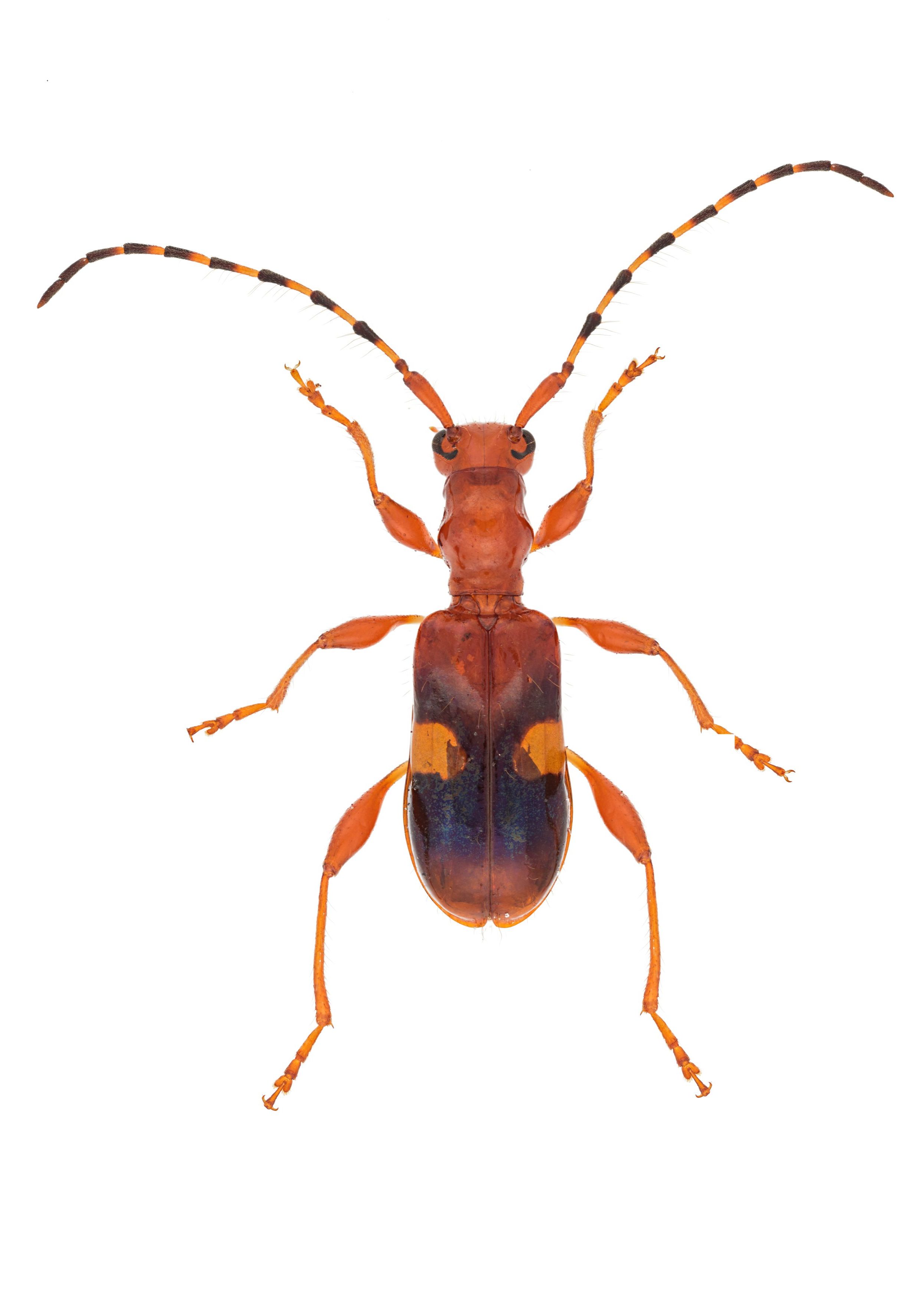 Zorion australe, Cerambycinae, Cerambycidae 