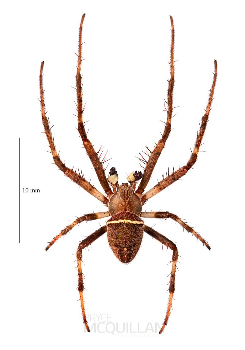 ♂  Zealaranea crassa