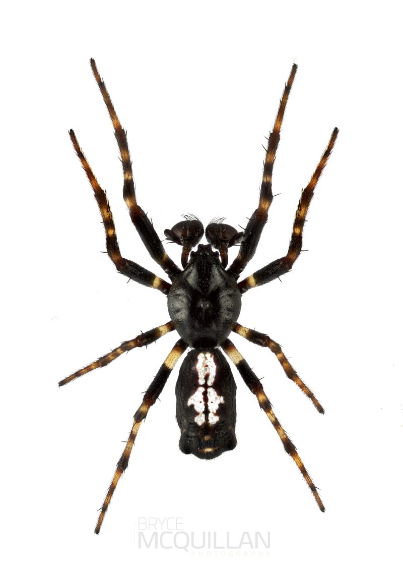 ♂  Cyclosa trilobata