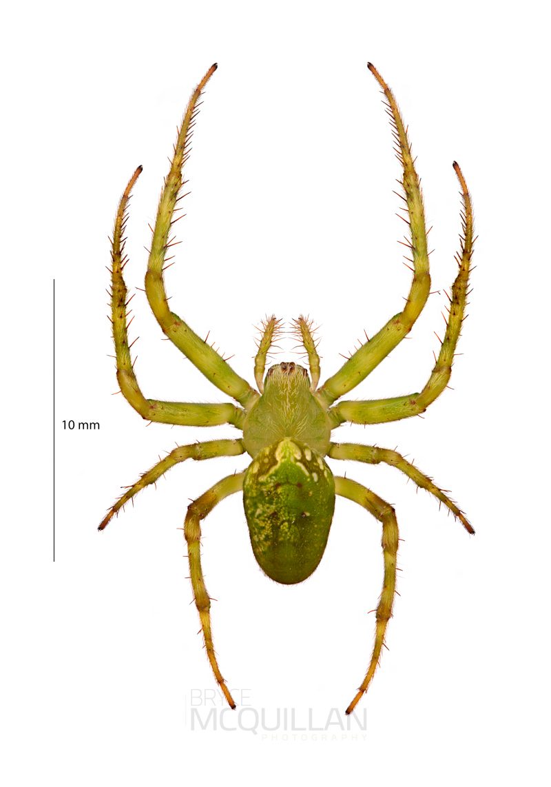 ♀ Colaranea verutum