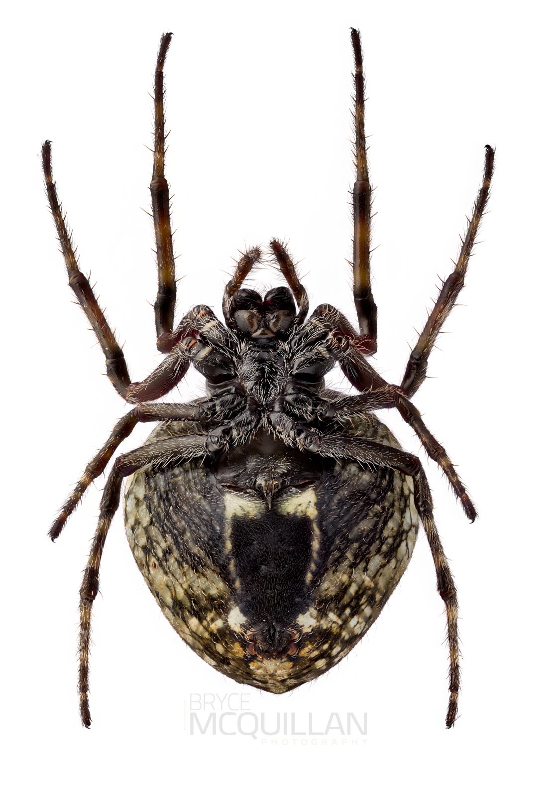 ♀ Socca pustulosa