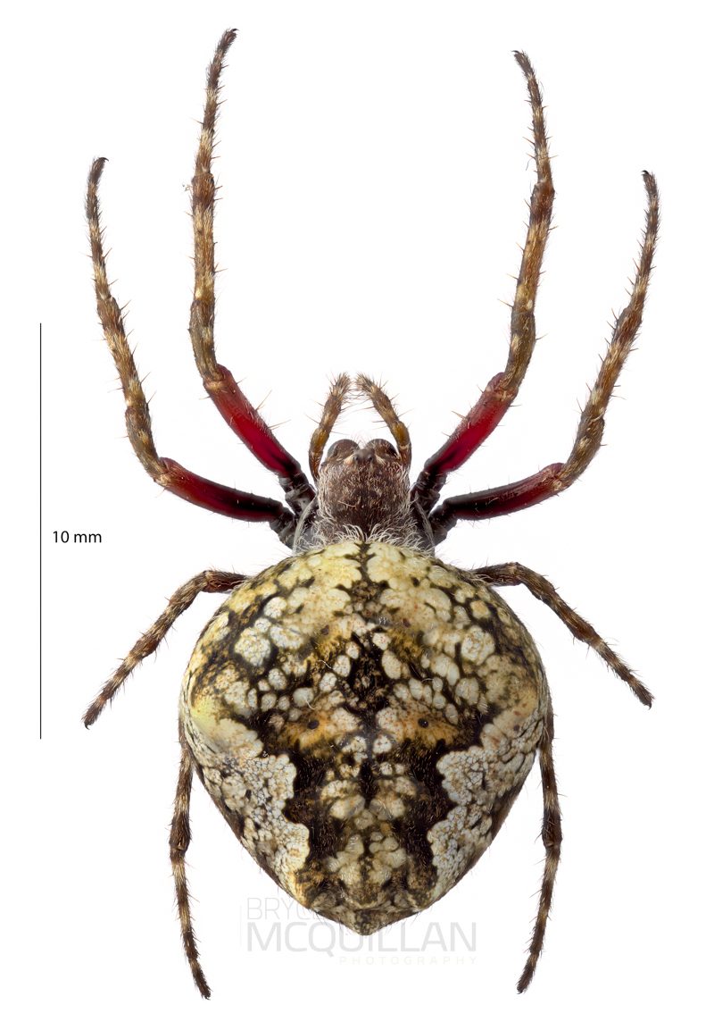 ♀ Socca pustulosa