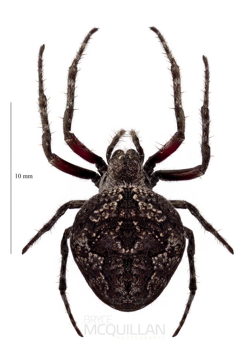 ♀ Socca pustulosa