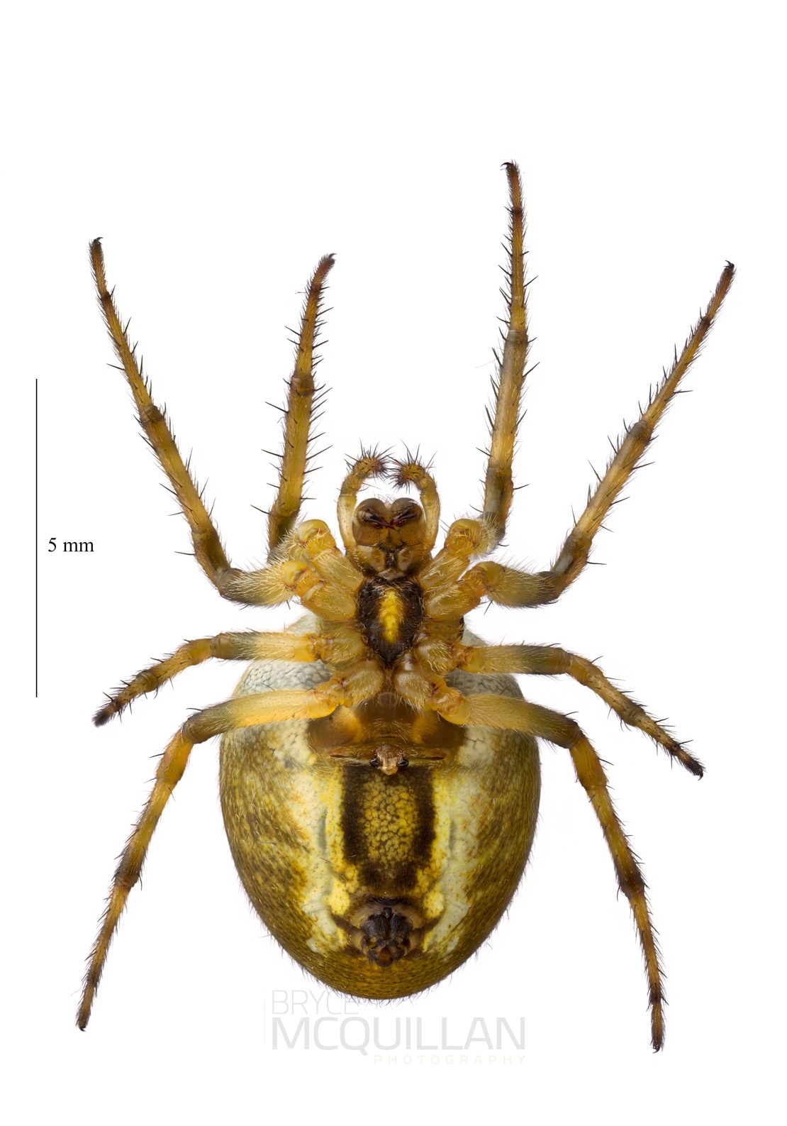 ♀ Colaranea verutum