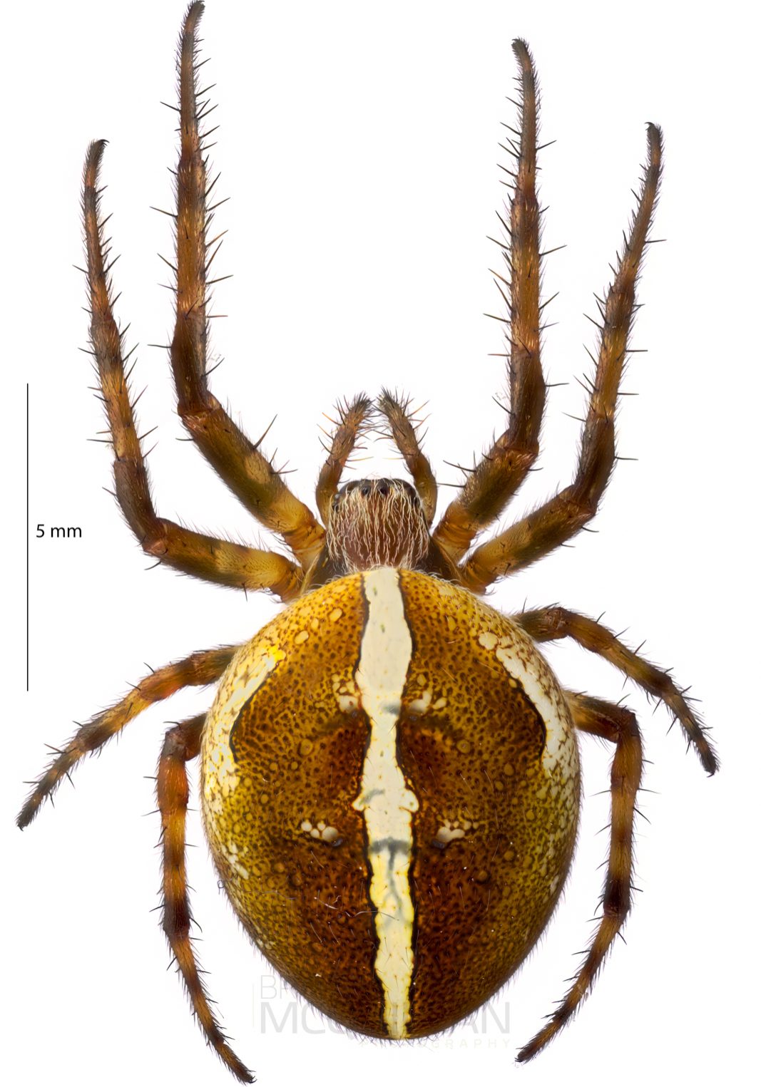 ♀ Colaranea verutum