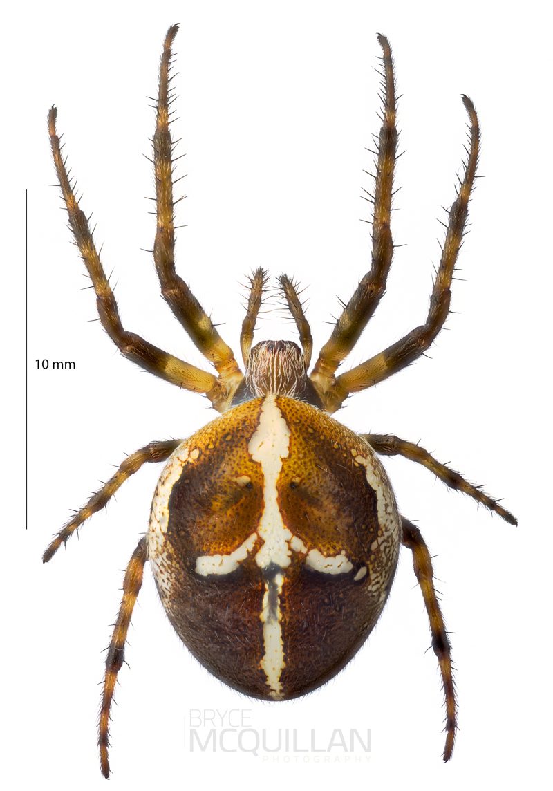 ♀ Colaranea verutum