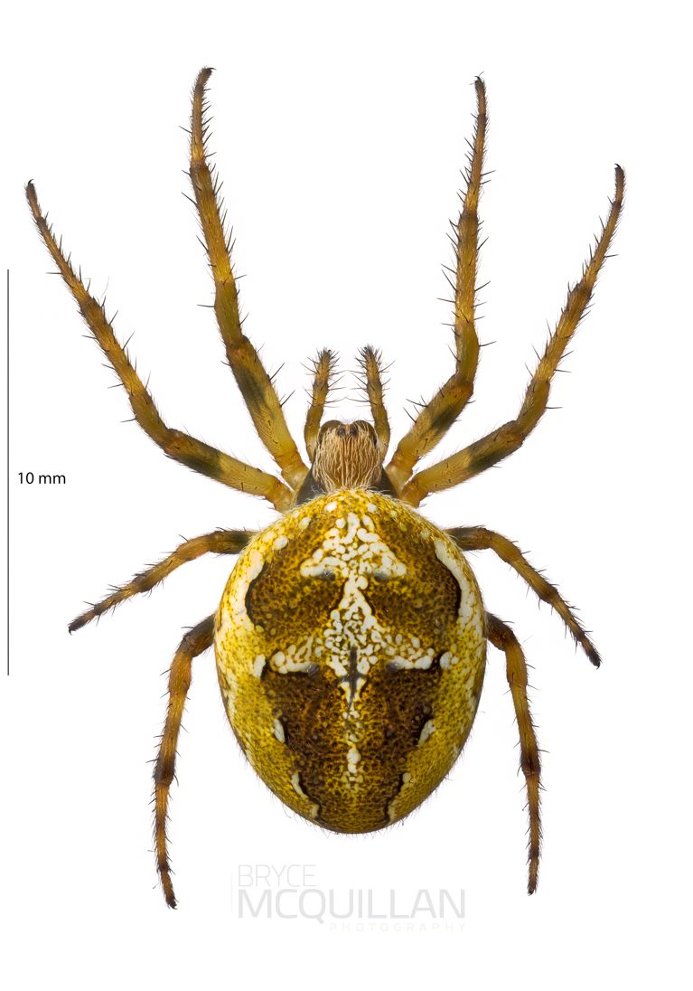 ♀ Colaranea verutum