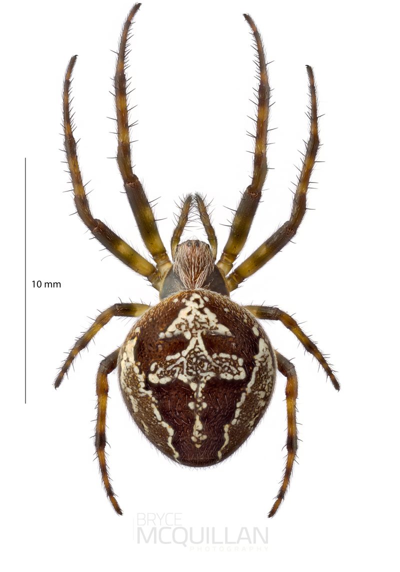 ♀ Colaranea verutum