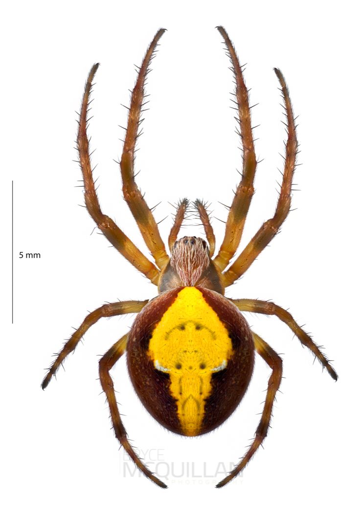 ♀ Colaranea viriditas